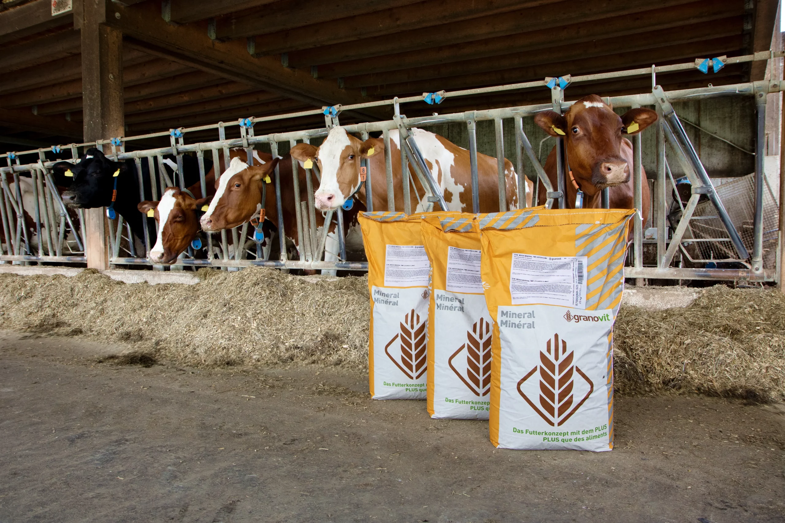 Sonderangebot Mineralstoff 2024 Mehrere Kühe stehen hinter einer Krippe. Im Vordergrund stehen 3 Futtersäcke.